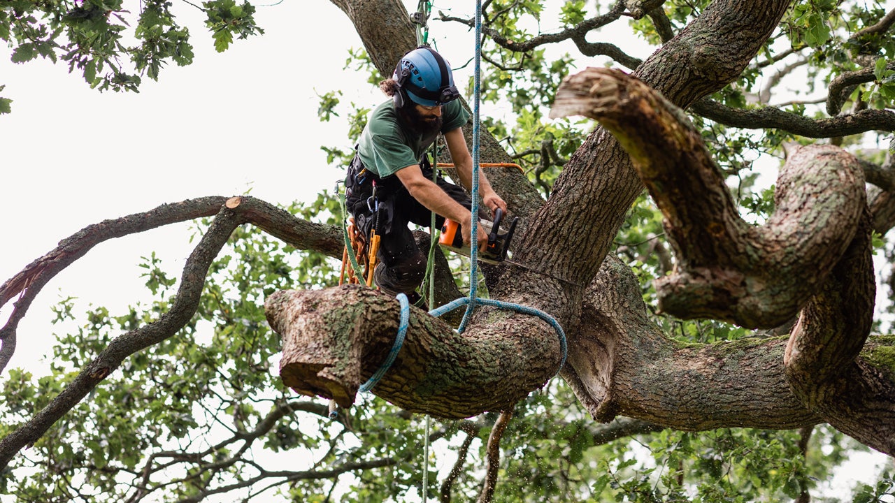 Why You Need Professional Tree Removal in Hills District