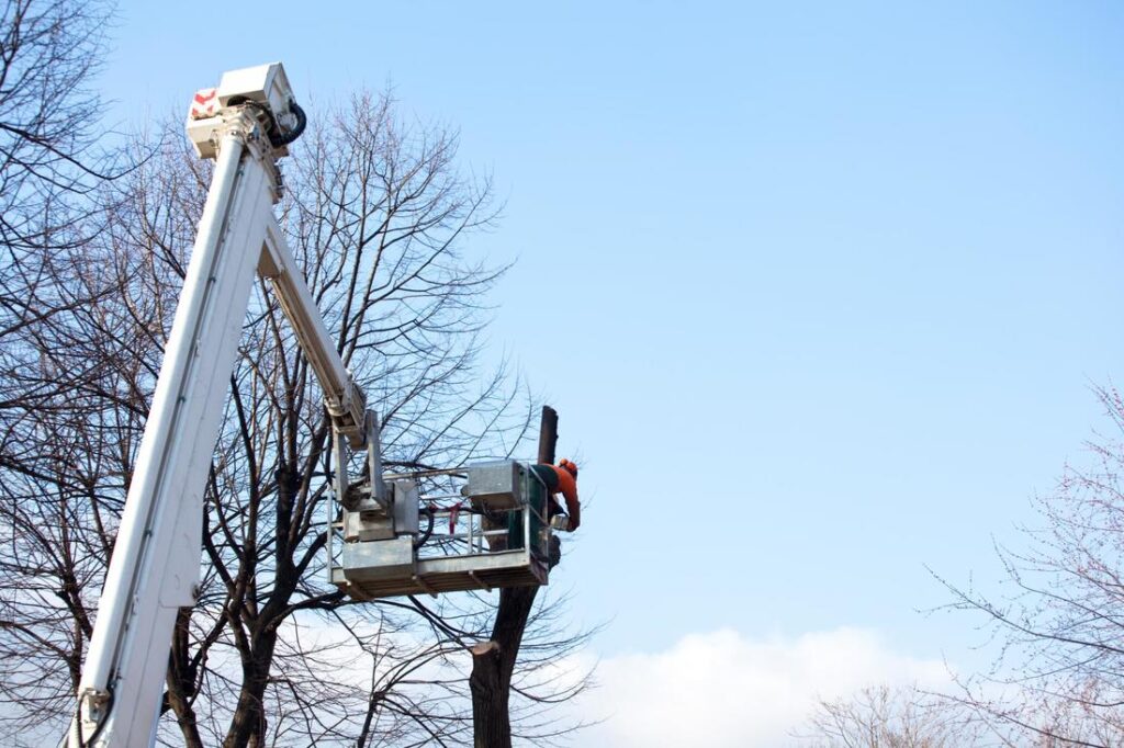 Tree Removal